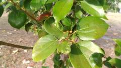Cinnamomum micranthum