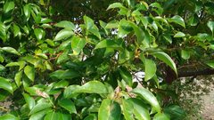 Cinnamomum micranthum