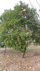 Cinnamomum micranthum