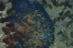 Chondrilla nucula