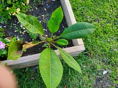 Coleosporium plumeriae