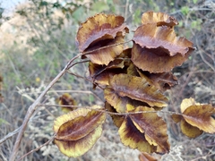 Terminalia elliptica