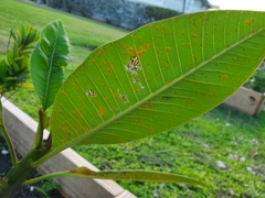 Coleosporium plumeriae