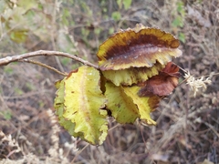 Terminalia elliptica