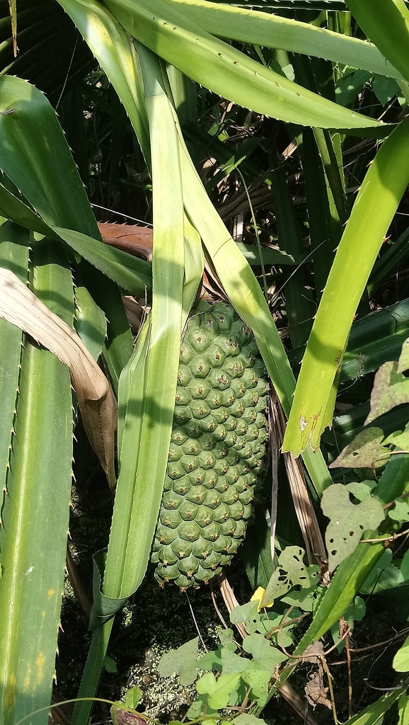 False Pineapple