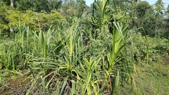 Pandanus kaida