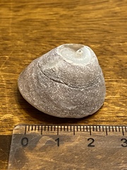 Tegula montereyi