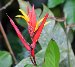 Heliconia mathiasiae