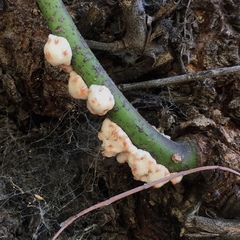 Ceroplastes grandis