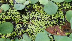 Lemna aequinoctialis