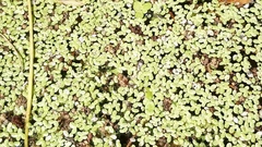 Lemna aequinoctialis