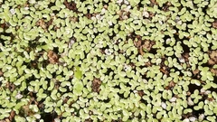 Lemna aequinoctialis