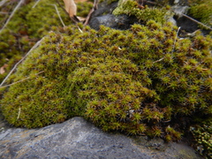 Syntrichia ruralis