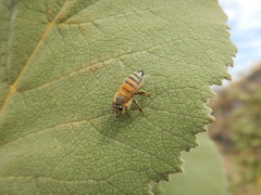 Apis mellifera
