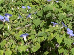 Ipomoea indica image