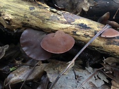 Auricularia auricula-judae
