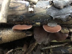 Auricularia auricula-judae