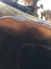 Auricularia auricula-judae