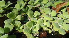 Pistia stratiotes