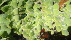 Pistia stratiotes