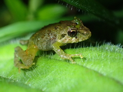 Craugastor melanostictus