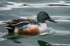 Northern Shoveler - Photo (c) adri13114, some rights reserved (CC BY-NC), uploaded by adri13114
