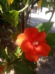 Leuenbergeria bleo