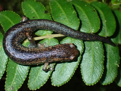 Bolitoglossa cerroensis image