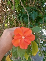 Leuenbergeria bleo