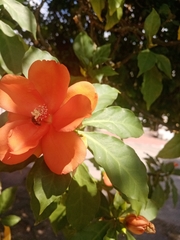 Leuenbergeria bleo