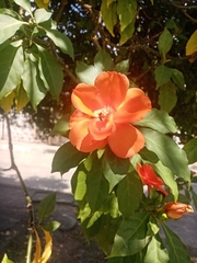 Leuenbergeria bleo