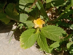 Sida rhombifolia