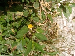 Sida rhombifolia