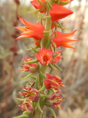 Echeveria coccinea