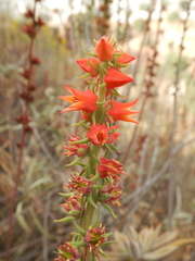 Echeveria coccinea