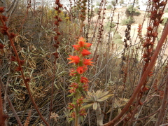 Echeveria coccinea