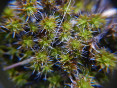 Syntrichia ruralis