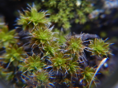 Syntrichia ruralis