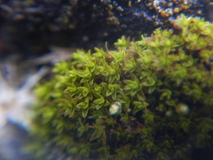 Syntrichia ruralis