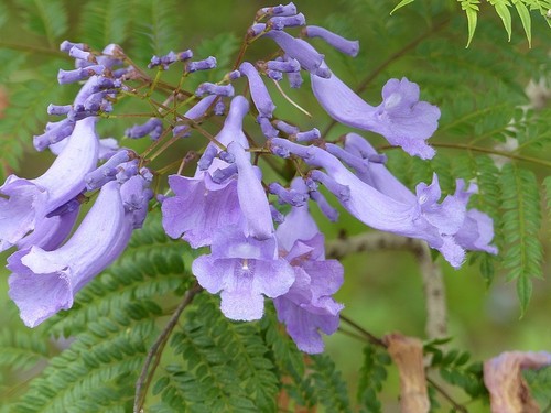 Jacaranda mimosifolia image