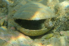 Parablennius tentacularis