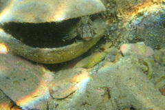 Parablennius tentacularis