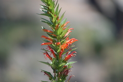 Siphocampylus foliosus