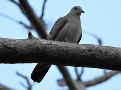 Columbina talpacoti