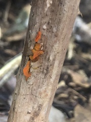Tremella mesenterica