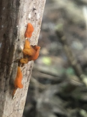 Tremella mesenterica
