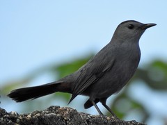 Dumetella carolinensis