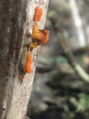 Tremella mesenterica