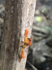 Tremella mesenterica