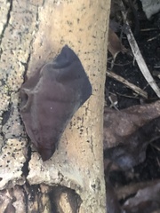 Auricularia auricula-judae